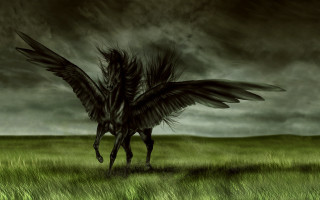 Bird wings field grass dark - a dark sky in the background free wallpaper