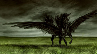 Bird wings field grass dark 2 - a dark cloud in the sky free wallpaper