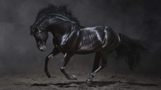 Black horse galloping dust figurative - a black horse free wallpaper