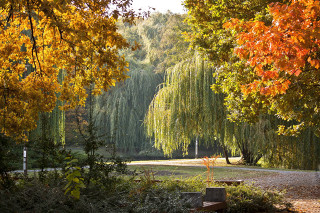 Park bench tree leaves yellow - heidelberg school free wallpaper