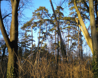 Forest tall trees blue sky - a forest free wallpaper
