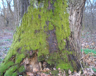 Tree moss woods firehydrant leaves - free forest wallpaper