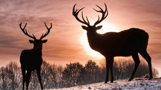 Two deer snow sunset trees - two deer free wallpaper