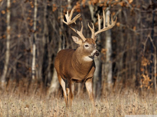 Deer antlers field grass trees - antler free wallpaper