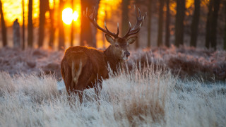Deer sunset field trees background - a few bush free wallpaper