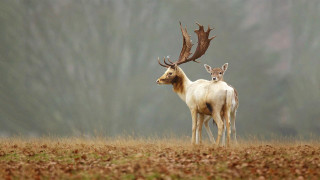 Two deer field trees fog - two deer free wallpaper