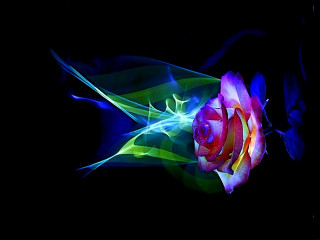 Flower black blue red rose - alison kinnaird free wallpaper