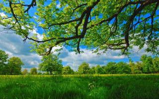 Green field trees clouds blue 2 - a green field free wallpaper