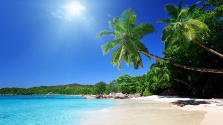 Beach palm tree blue water 2 - sandy free wallpaper