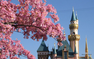 Castle pink flowered tree blue - tree in front free wallpaper