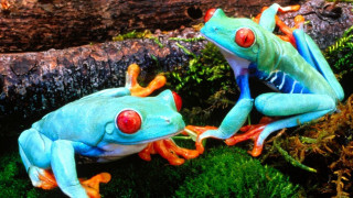 Blue orange frogs mossy ground - vivid free wallpaper
