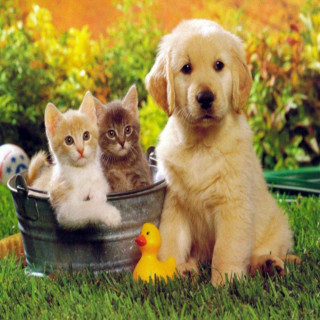Dog kittens bucket grass rubber - the grass free wallpaper