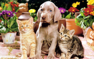 Dog kittens tiled floor potted - anne rigney free wallpaper