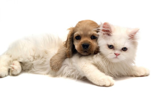 Puppy cat laying white background - a photocopy free wallpaper