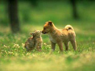 Small dog cat grass together - the grass together free wallpaper