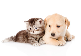 Puppy kitten laying white surface - a white surface free wallpaper