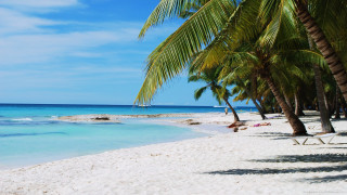 Beach palm tree person laying - palm tree free wallpaper