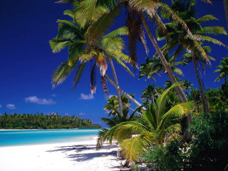 Beach palm trees blue sky 23 - a white sand beach free wallpaper