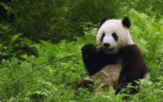 Panda bear sitting grass eating 2 - bian jingzhao free wallpaper