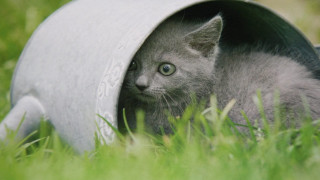 Kitten hiding cement barrel grass - a kitten free wallpaper