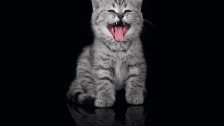 Cat yawning black surface mouth - its mouth open free wallpaper