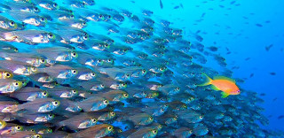 School of fish swimming in 3 - aquirax uno free wallpaper for desktop