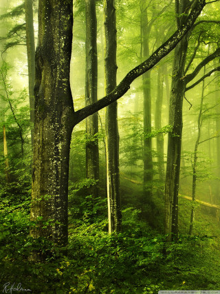 Forest trees green leaves trail - choi buk free wallpaper