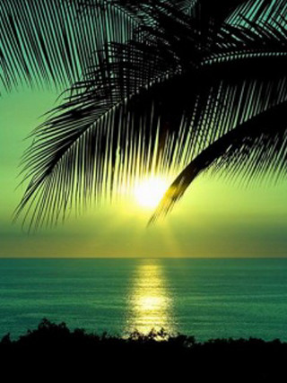 Palm tree silhouette sunset ocean 7 - against free wallpaper