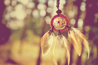 Dream catcher tree forest sunlight - the branch free wallpaper