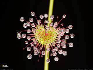 Flower closeup macro yellow stem - many free wallpaper