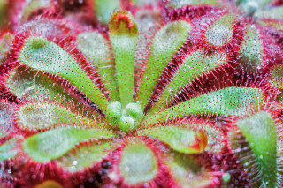 Red green water droplets macro - plant free wallpaper for desktop