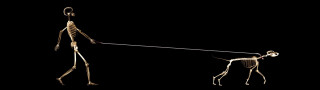 Skeleton dog leash dark light - its back free wallpaper