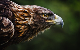 Bird of prey closeup yellow 2 - a blurry background of trees and bushes free wallpaper