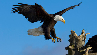 Bald eagle flying over dead - dead free wallpaper