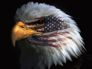 Bald eagle american flag portrait - bald free wallpaper