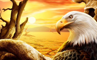 Eagle tree sunset dead trunk - a sunset free wallpaper