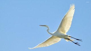 White bird flying blue sky 7 - bird free wallpaper