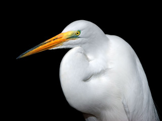 White bird yellow beak black - a yellow beak free wallpaper
