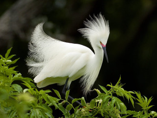White bird long tail branch - a long tail free wallpaper
