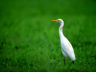 White bird grass yellow beak - a yellow beak free wallpaper