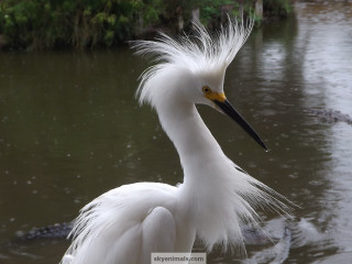 White bird long neck water 2 - a long neck free wallpaper