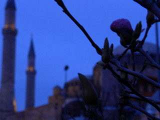 Tree branch flower building minaret - a photo free wallpaper