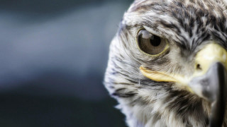 Bird big beak yellow ring - sharp focus free wallpaper