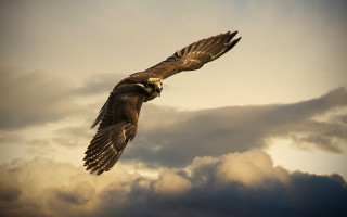 Bird flying clouds sky background 4 - cloud behind free wallpaper