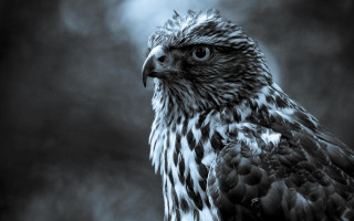 Black white bird prey camera - photo of a bird free wallpaper