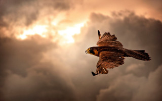 Bird flying cloudy sky sun 3 - a cloudy sky free wallpaper