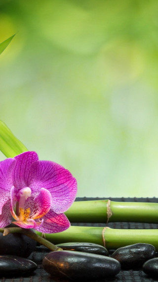 Purple flower bamboo stones green - ecological art free wallpaper