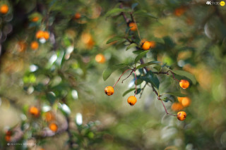 Orange tree christmas bokeh macro - branch free wallpaper