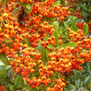 Bush red berries branches leaves - incoherent free wallpaper