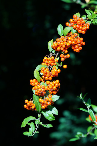 Orange berries green leaves branch - boetius adamsz bolswert free wallpaper